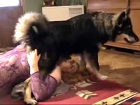 Lady's pussy receives dog orgasm from husky dog